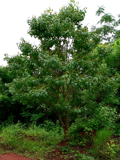 {Triadica sebifera}